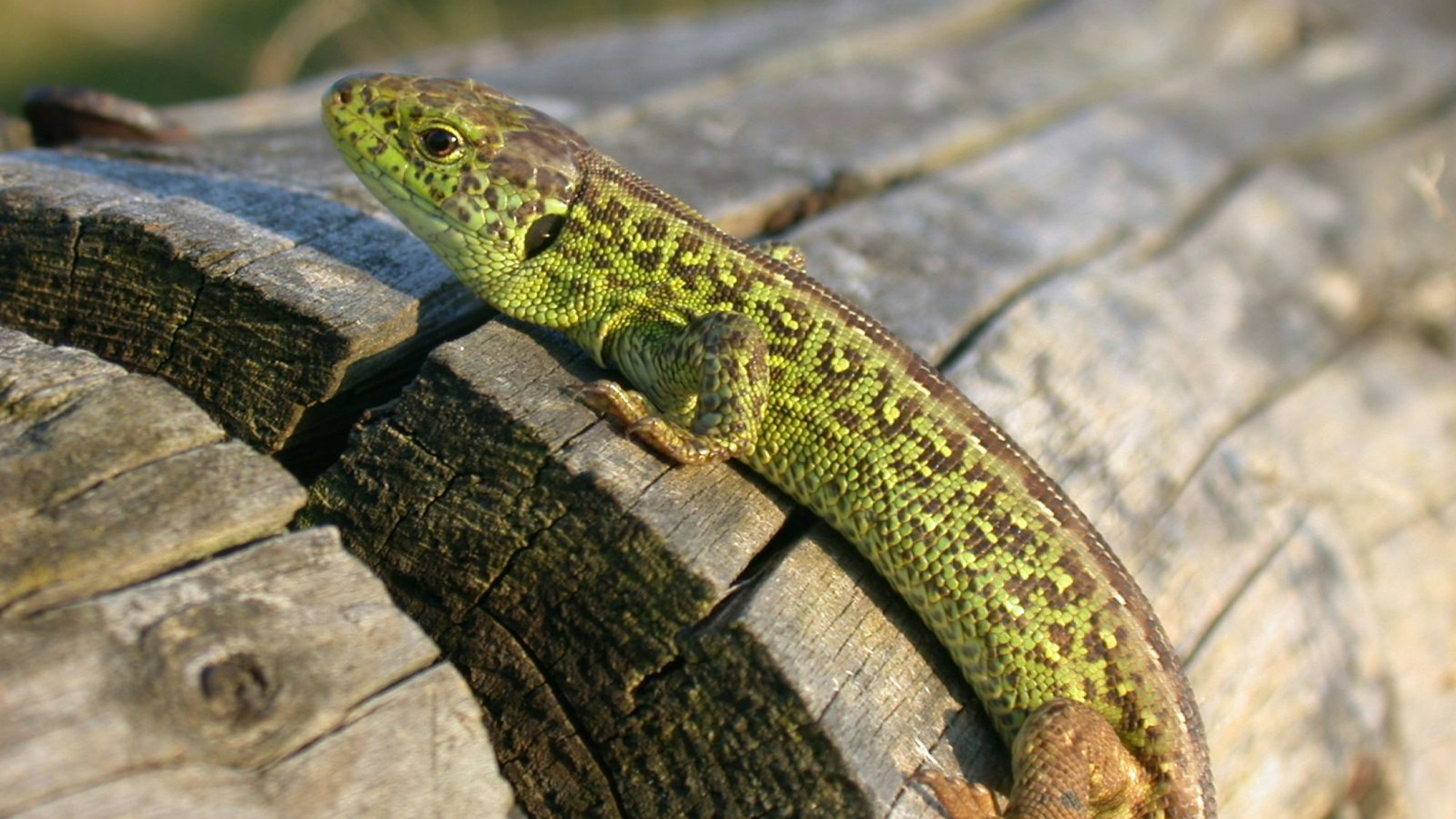 Im Kreis häufig vertreten ist die Zauneidechse.