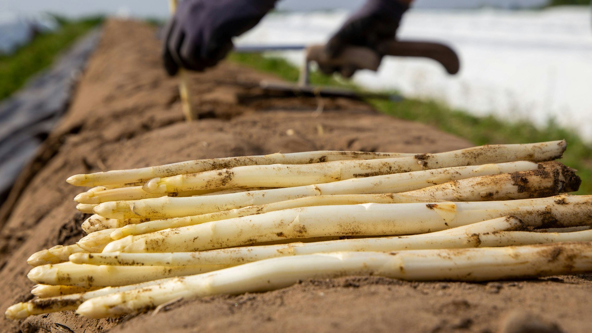 Spargel liegt auf einem Acker.