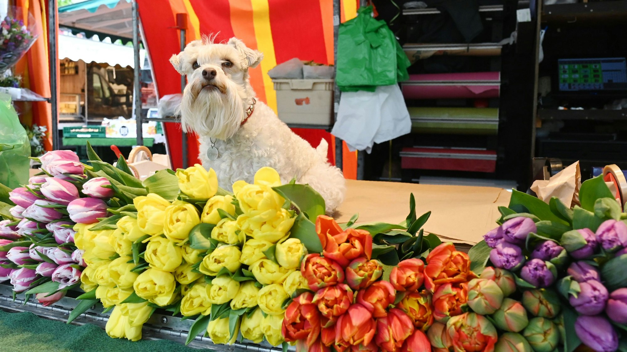 Hündin Poppy ist ein weißer Schnauzer. Sie sitzt auf einem Tisch, vor ihr liegen bunte Tulpen. Foto von Alexander Schwaiger