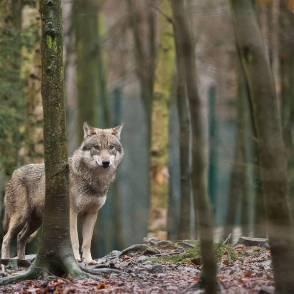 Ein Wolf steht in einem Wald zwischen Bäumen.