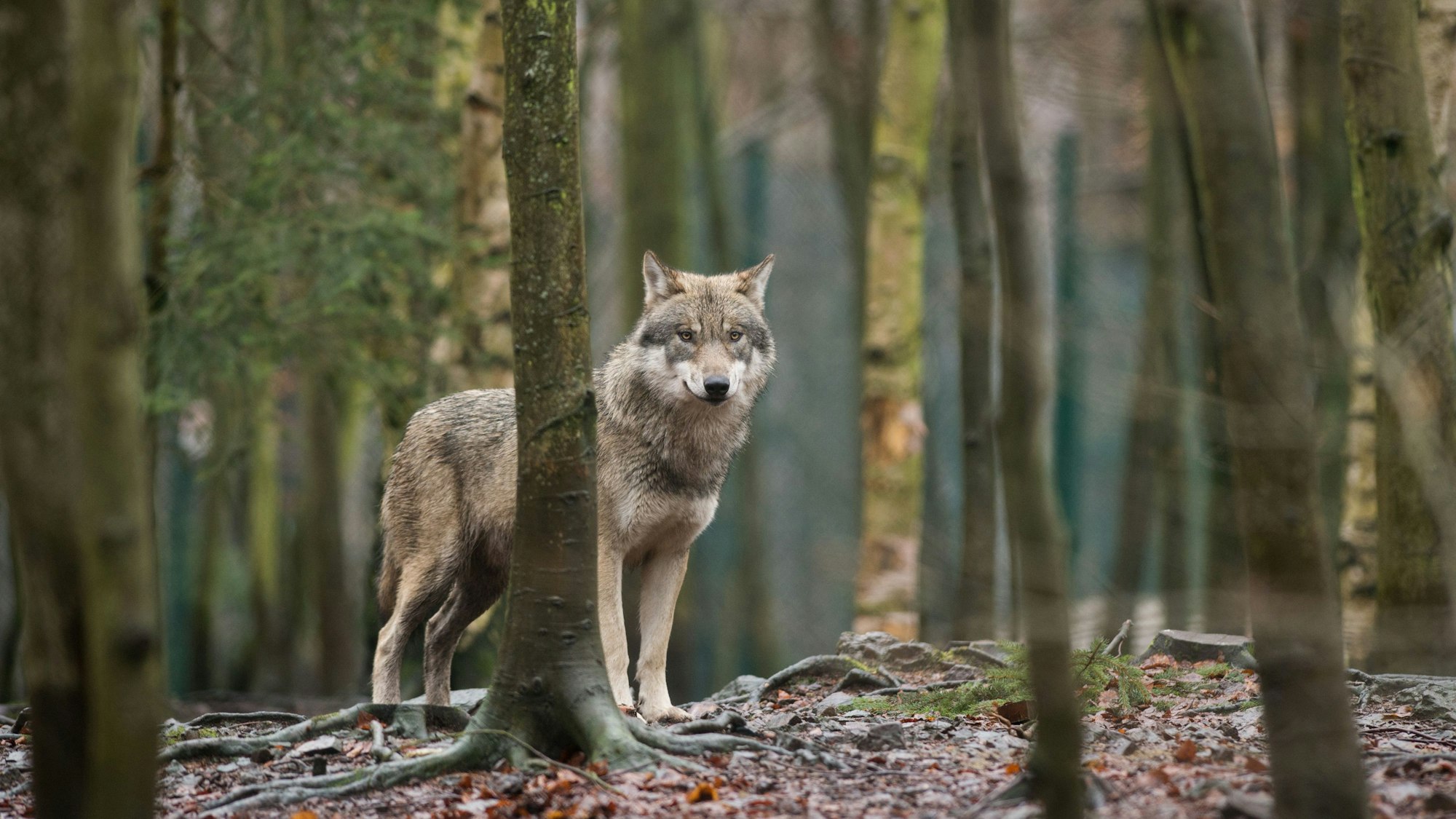 Ein Wolf steht in einem Wald zwischen Bäumen.