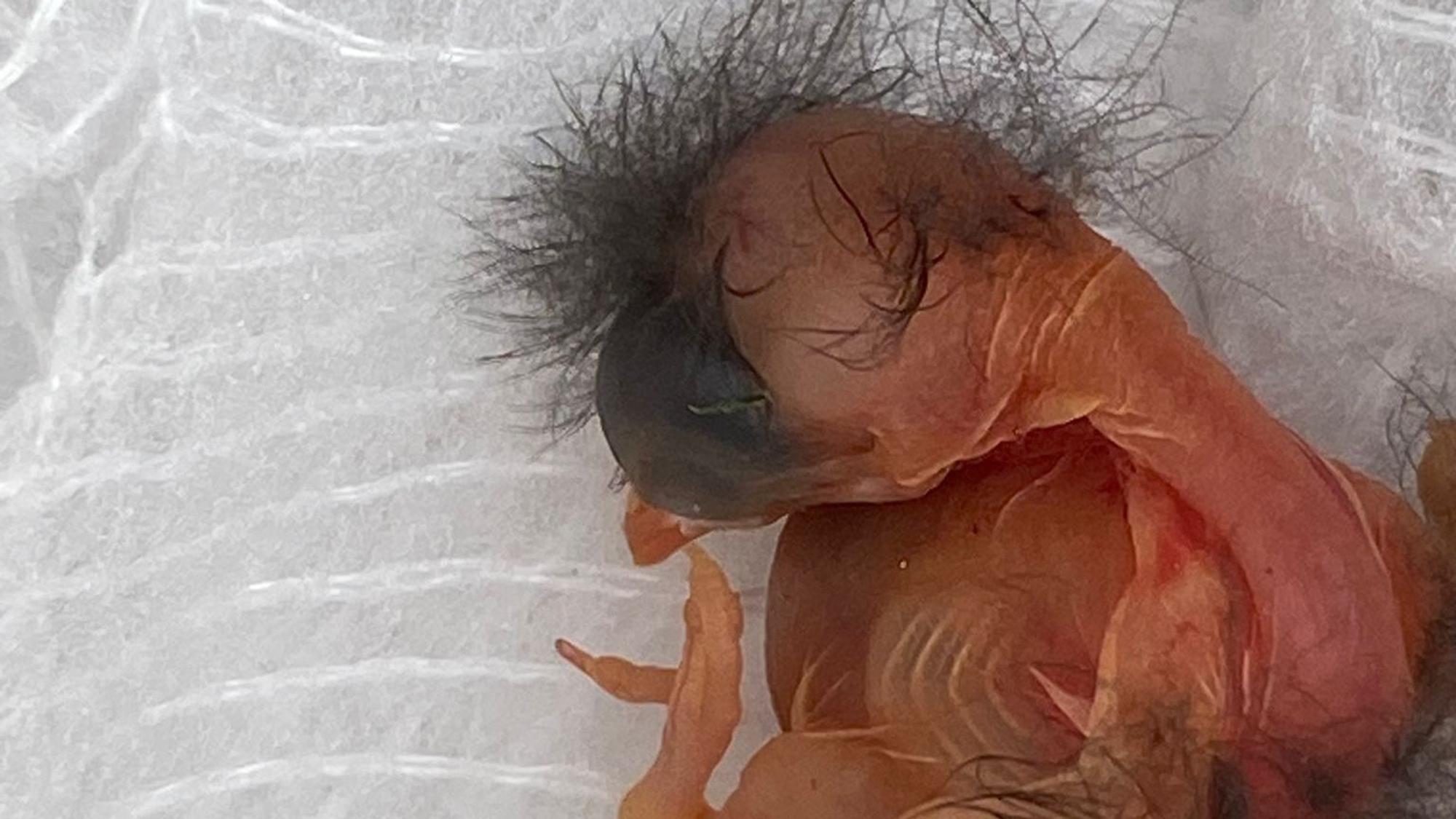 Ein junger Vogel ohne Gefieder