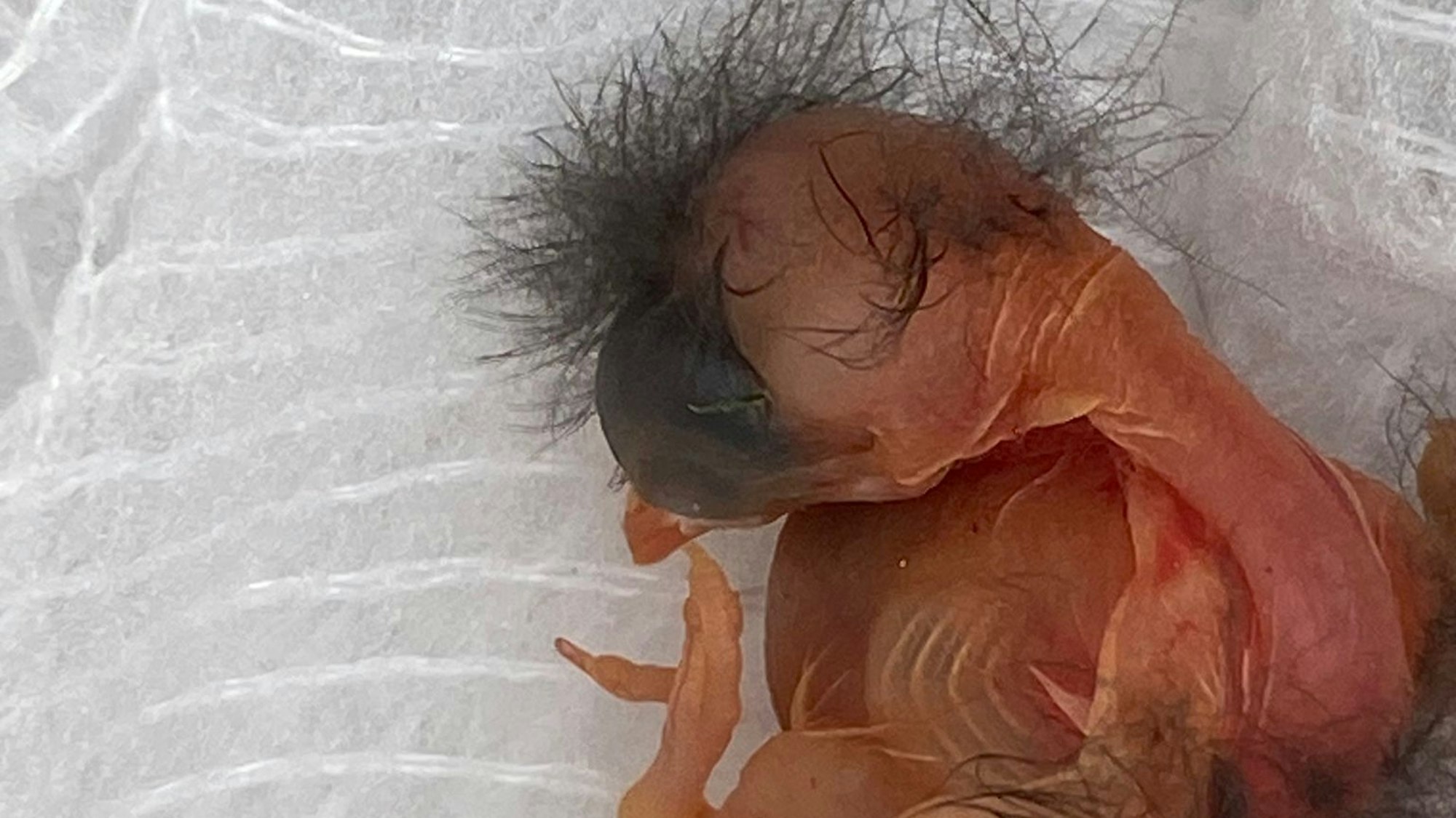 Ein junger Vogel ohne Gefieder