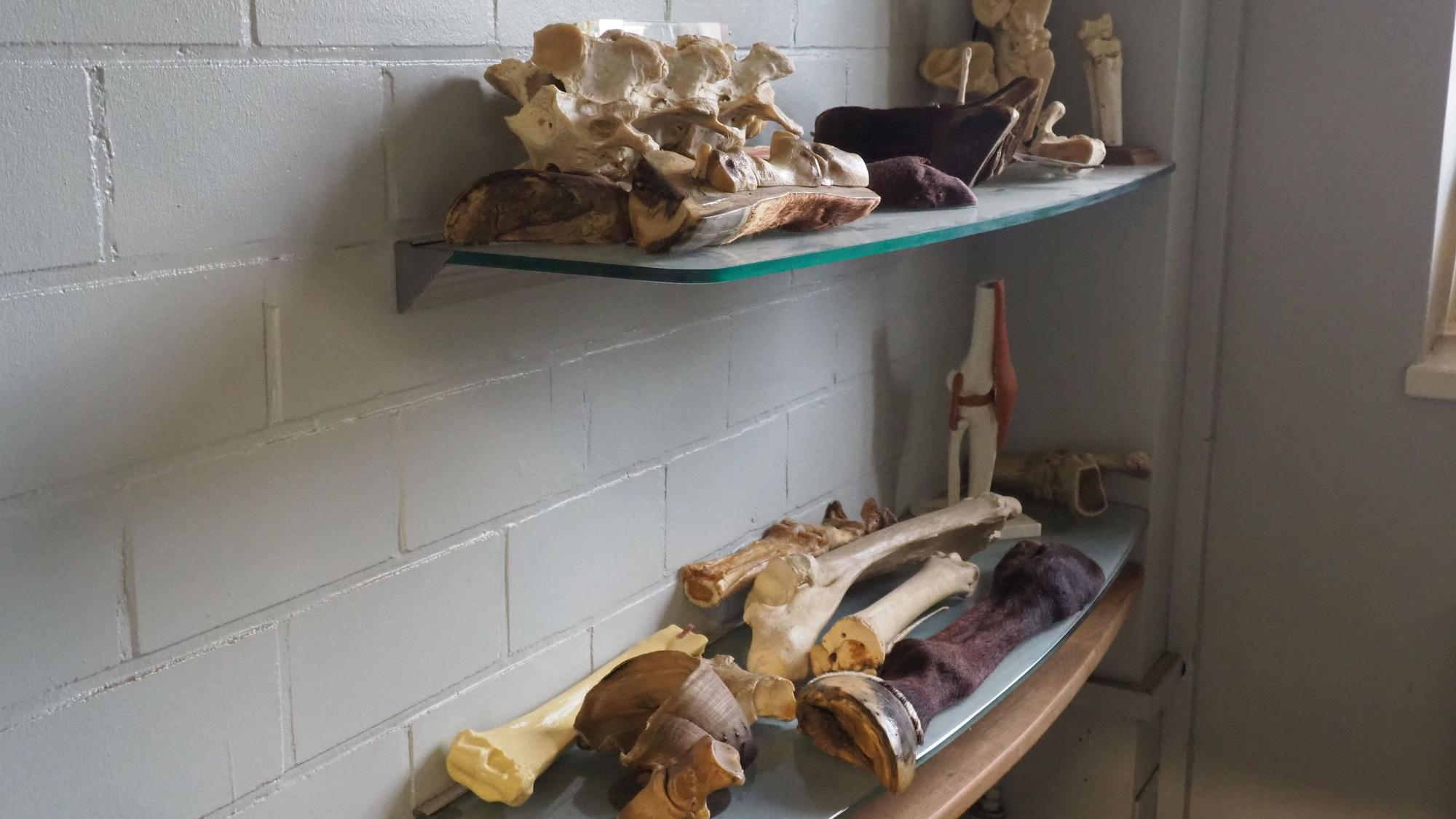 In einem Regal in der Tierklinik lagern verschiedene Präparate von Pferdeknochen.
