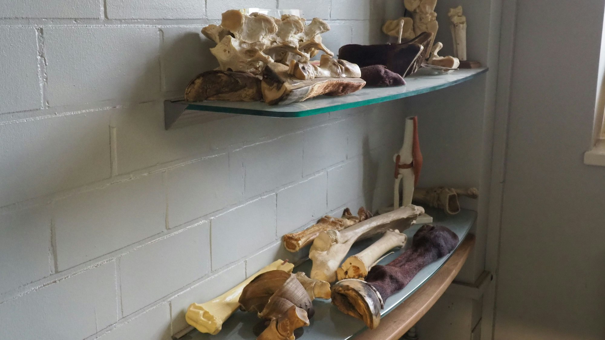 In einem Regal in der Tierklinik lagern verschiedene Präparate von Pferdeknochen.