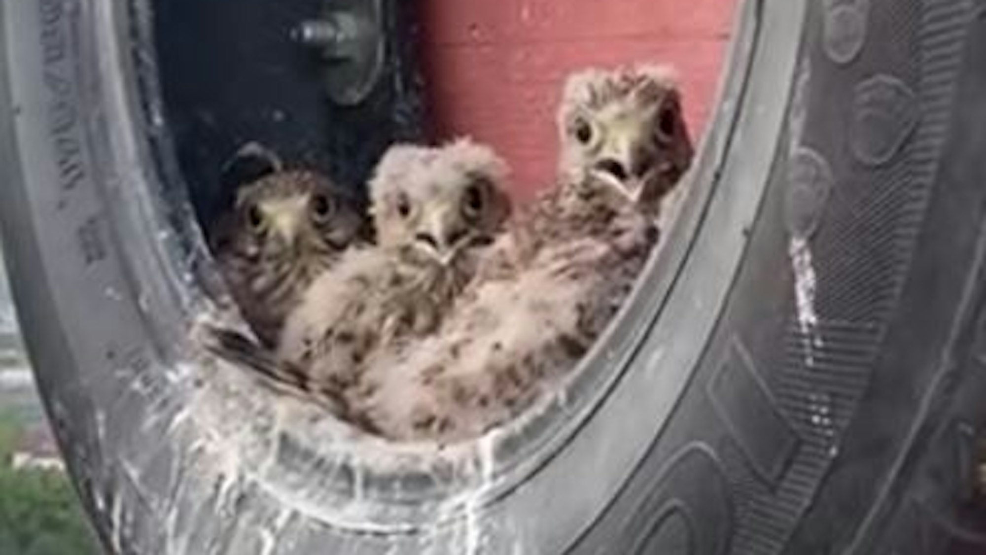 Zu sehen sind die jungen Turmfalken in einem alten Autoreifen.