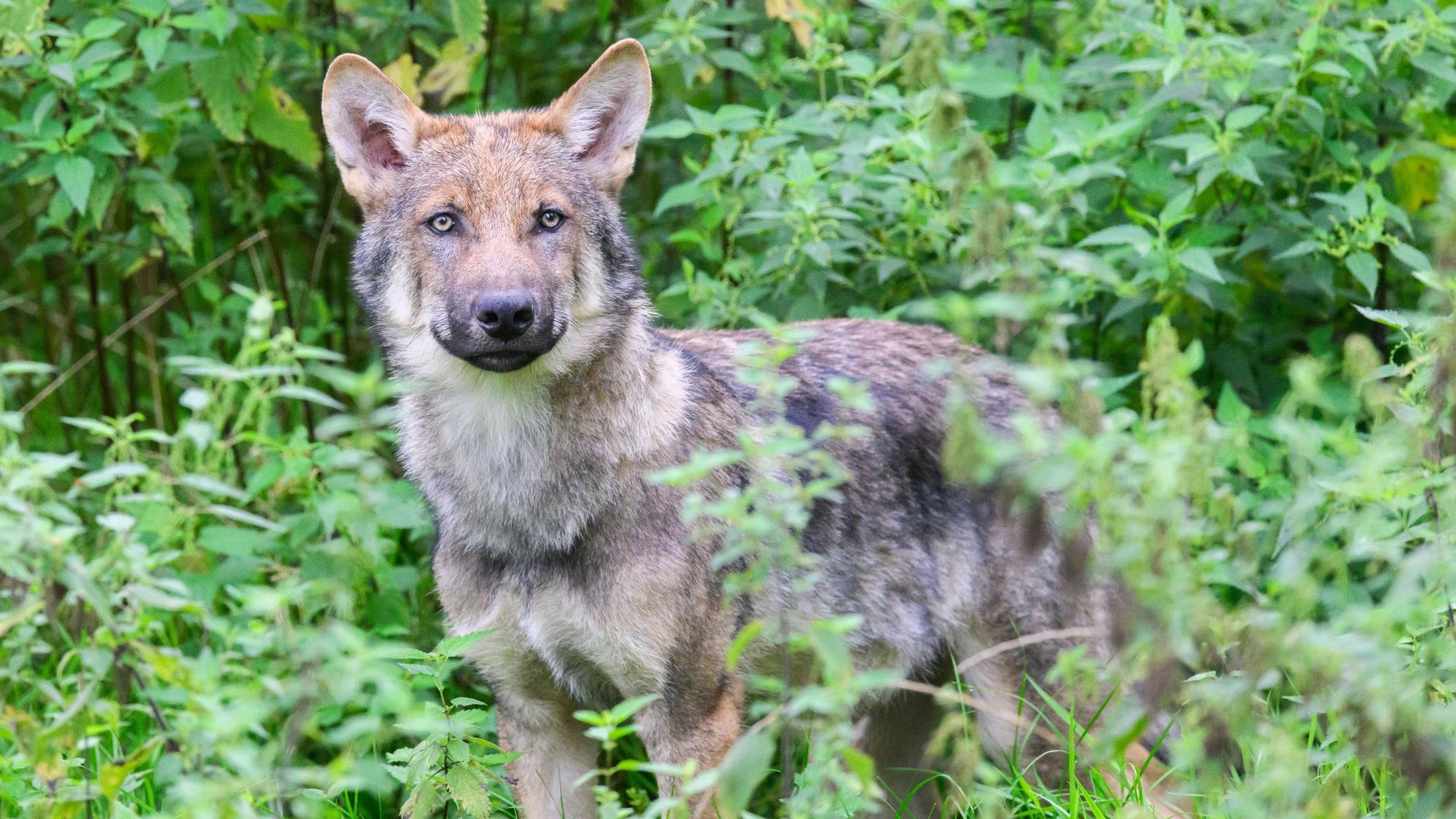 Ein junger Wolf steht in einem Gehege (Symbollfoto).