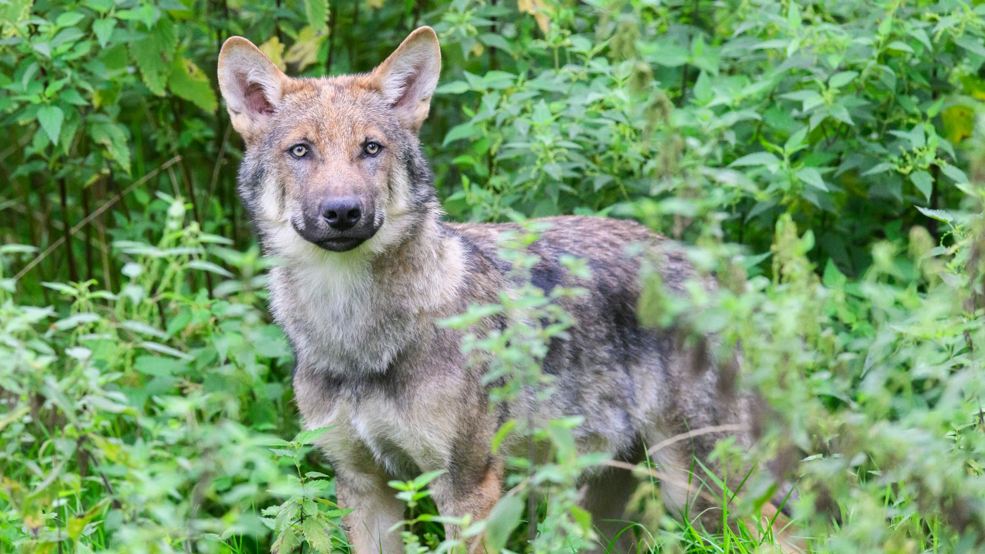 Ein junger Wolf steht in einem Gehege (Symbollfoto).
