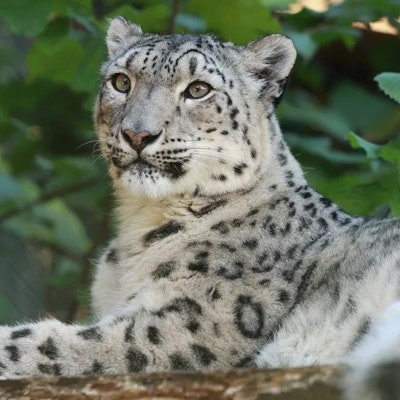 Zu sehen ist eine liegende Schneeleopardin im Wuppertaler Zoo.