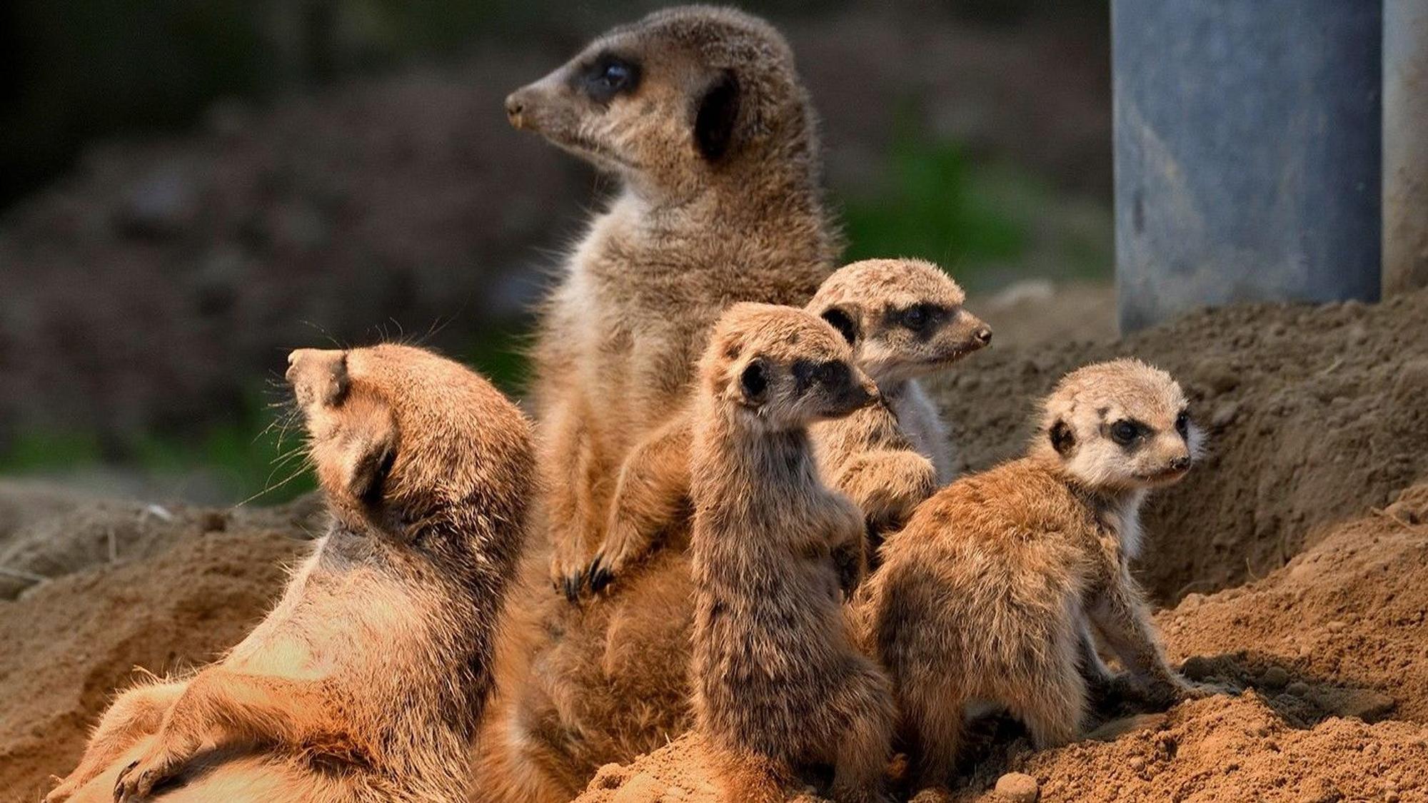 Drei neugeborene Erdmännchen mit ihren Eltern im Kölner Zoo.