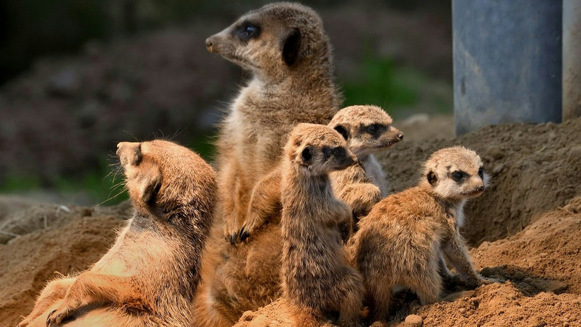 Drei neugeborene Erdmännchen mit ihren Eltern im Kölner Zoo.