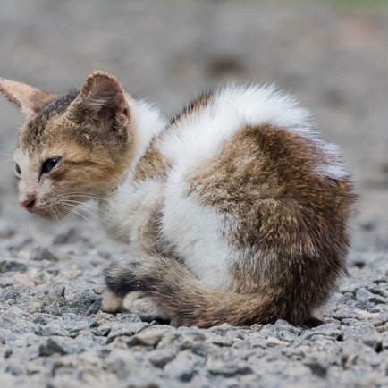 Eine Katze sitzt im indischen Kerala auf einer Straße. Bei einem Rettungsversuch für eine Hauskatze sind in Indien fünf Menschen gestorben. (Symbolbild)