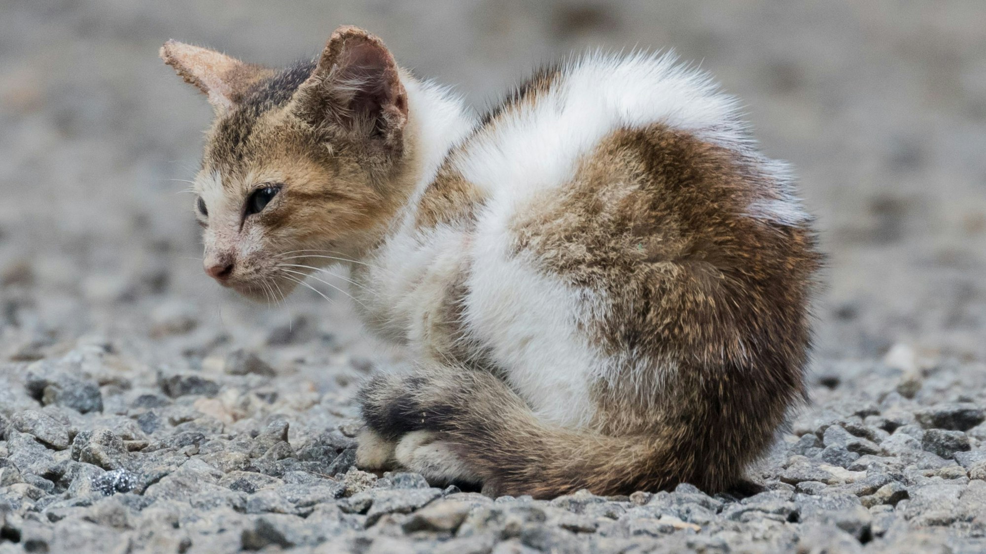 Eine Katze sitzt im indischen Kerala auf einer Straße. Bei einem Rettungsversuch für eine Hauskatze sind in Indien fünf Menschen gestorben. (Symbolbild)