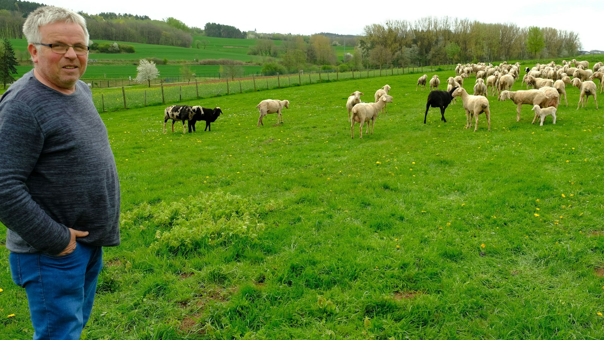 Landwirt Karl Josef Winter steht auf einer Weide, auf der einige seiner Merino-Landschafe grasen.