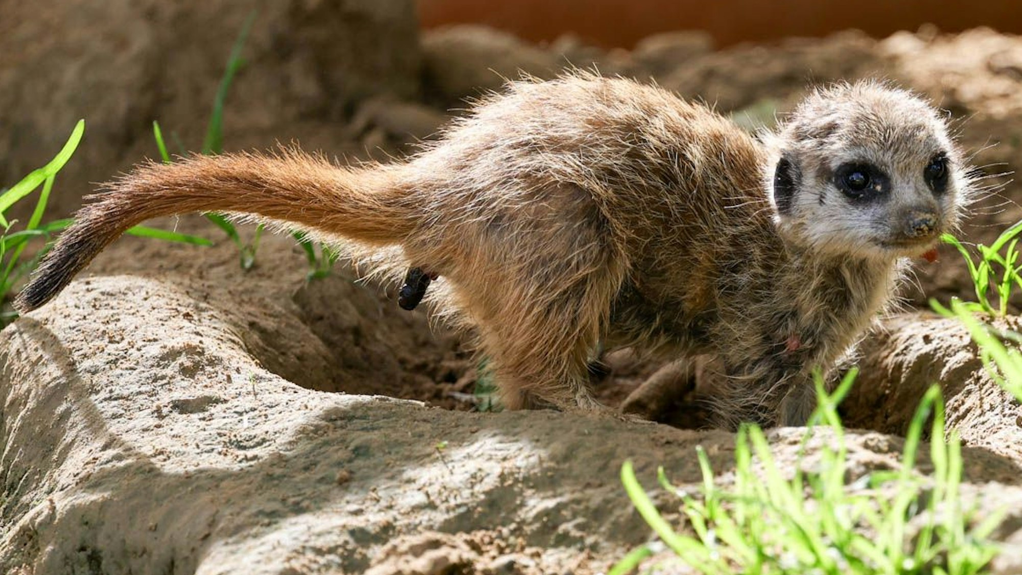 Ein neugeborenes Erdmännchen im Kölner Zoo.