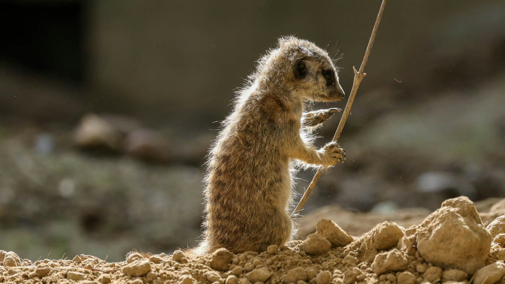 Ein neugeborenes Erdmännchen hält ein Stöckchen in der Pfote.