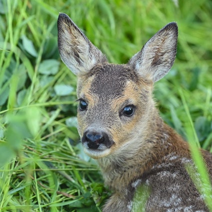 Ein Rehkitz liegt in einer Wiese.