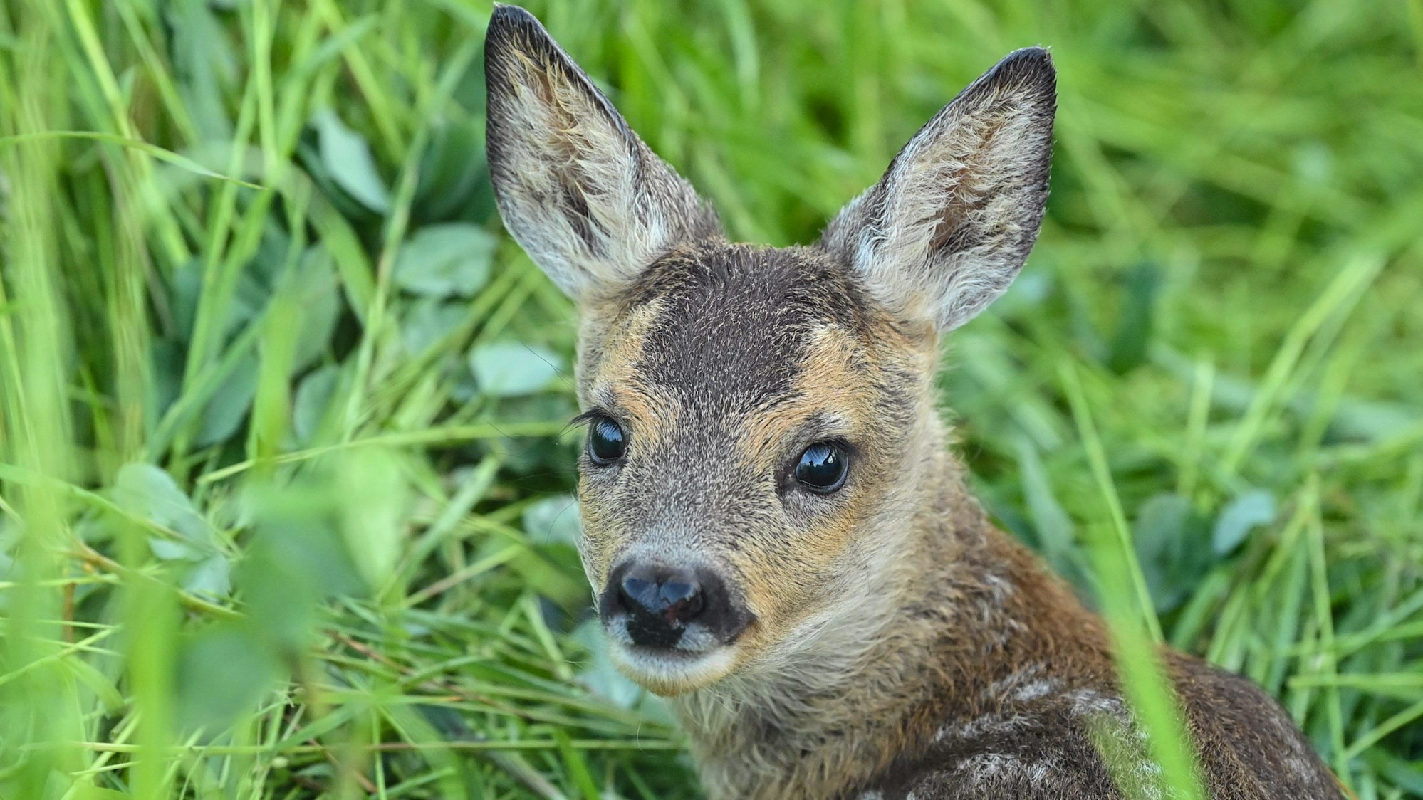 Ein Rehkitz liegt in einer Wiese.