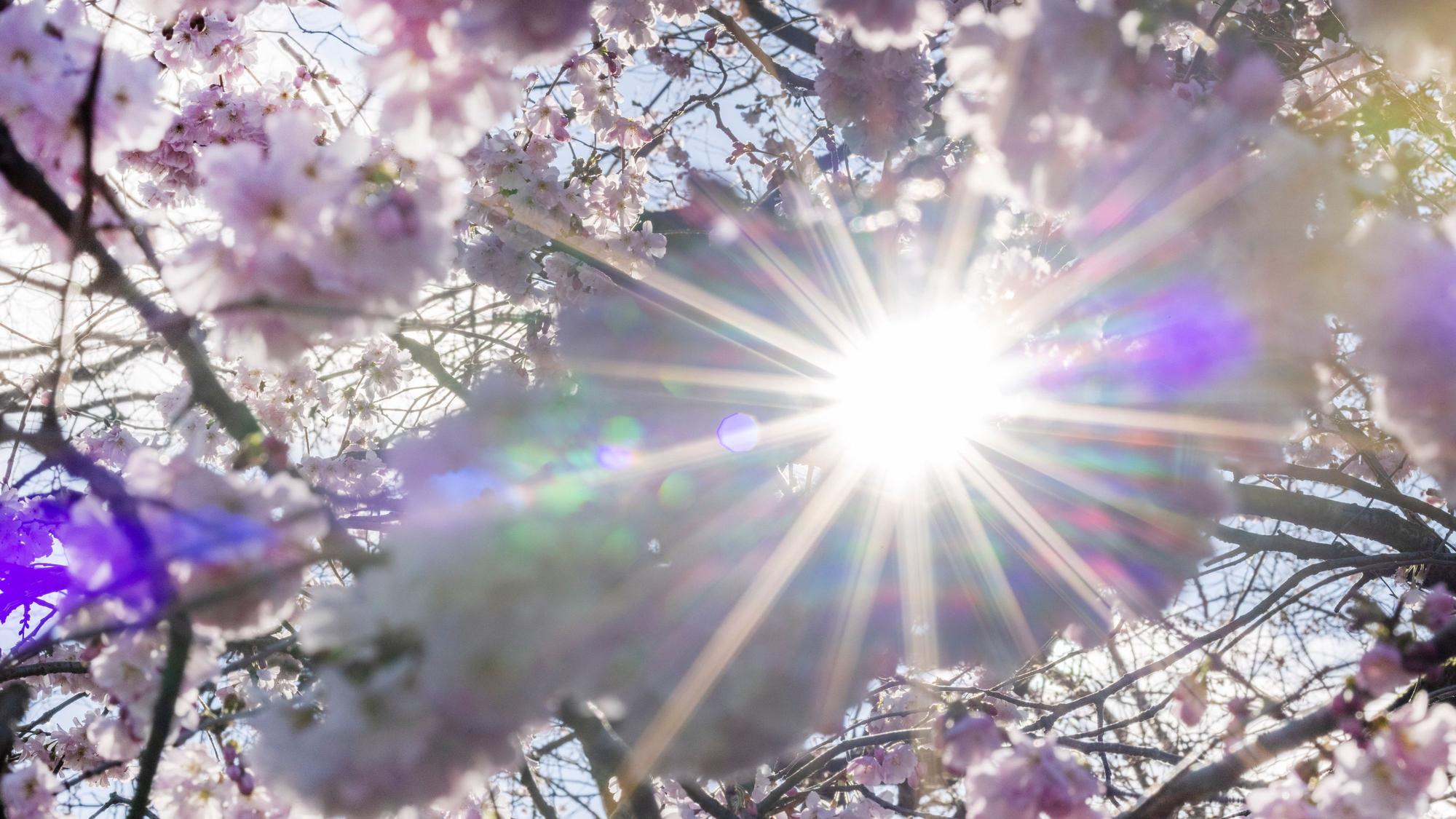 ARCHIV - 25.02.2024, Nordrhein-Westfalen, Bonn: Sonnenstrahlen scheinen durch die Blüten der Winterkirsche (Higankirsche). (zu dpa: «Bundesamt warnt vor erhöhter UV-Strahlung am Wochenende») Foto: Thomas Banneyer/dpa +++ dpa-Bildfunk +++