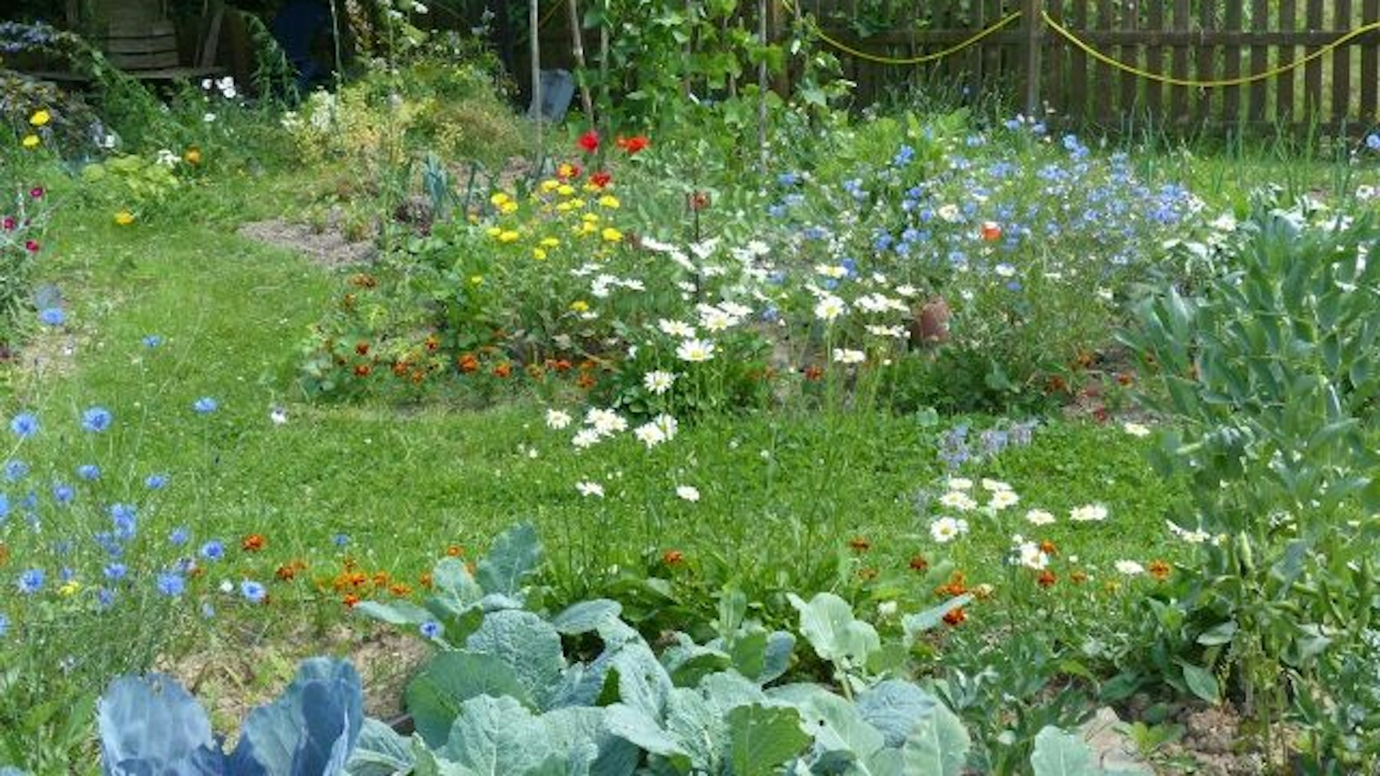 Garten mit vielen verschiedenen Blumen