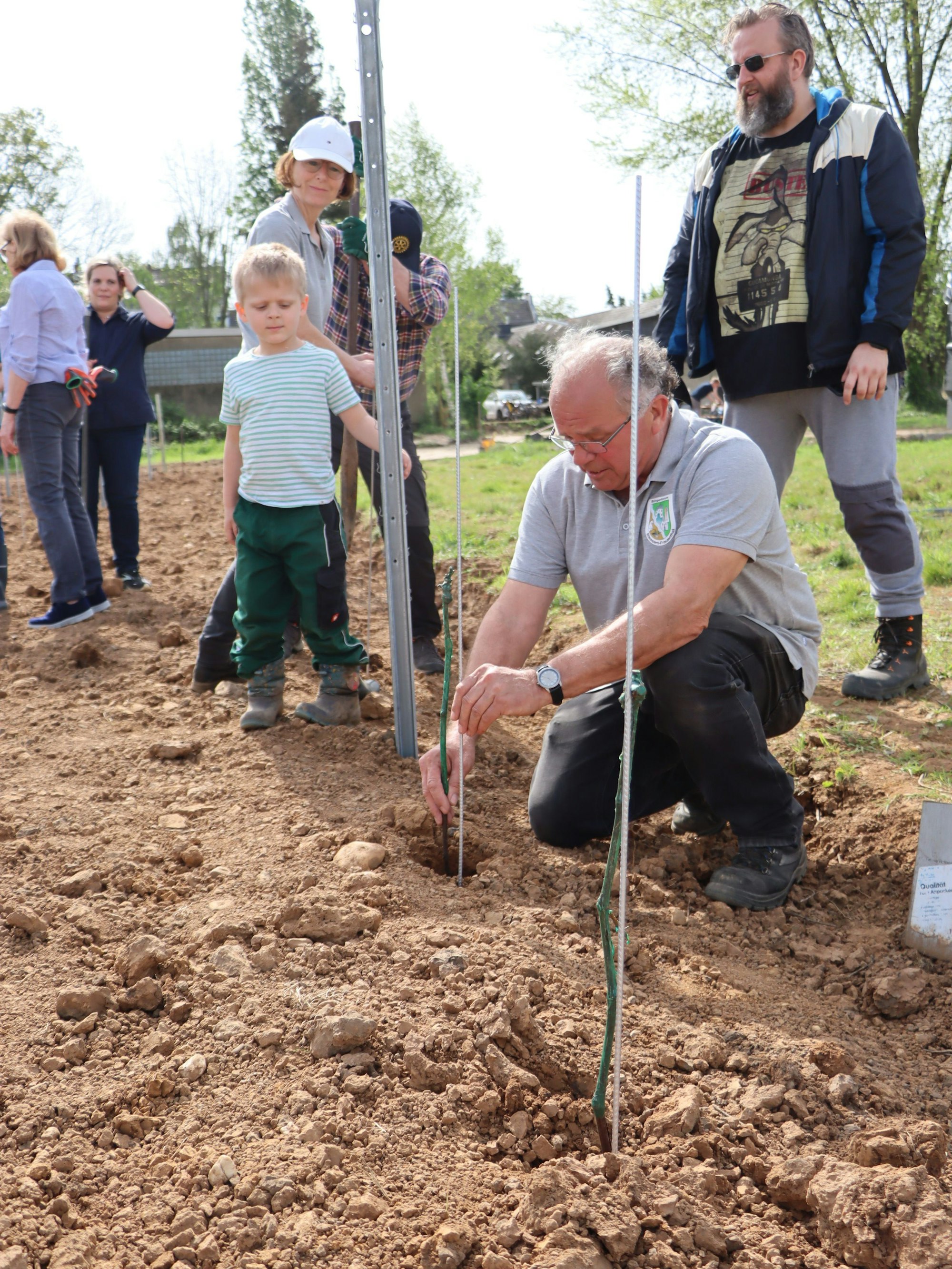 Das Bild zeigt einen Mann, der einen Rebstock setzt.