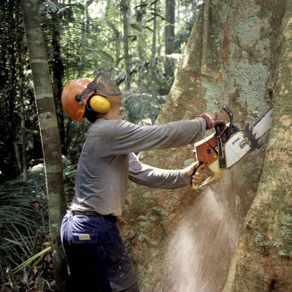 Ein Holzfäller fällt mit einer Kettensäge im Regenwald des Amazonas einen Baum.