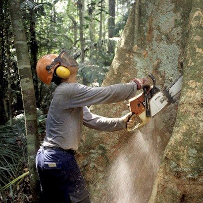 Ein Holzfäller fällt mit einer Kettensäge im Regenwald des Amazonas einen Baum.