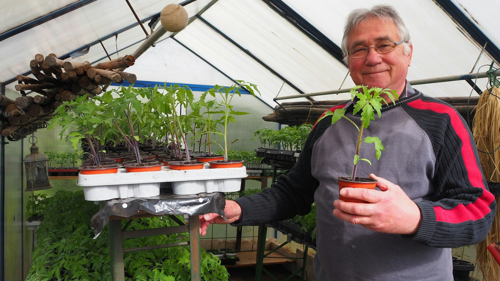 Günter Stadtfeld ist Tomaten-Experte (Archivbild).