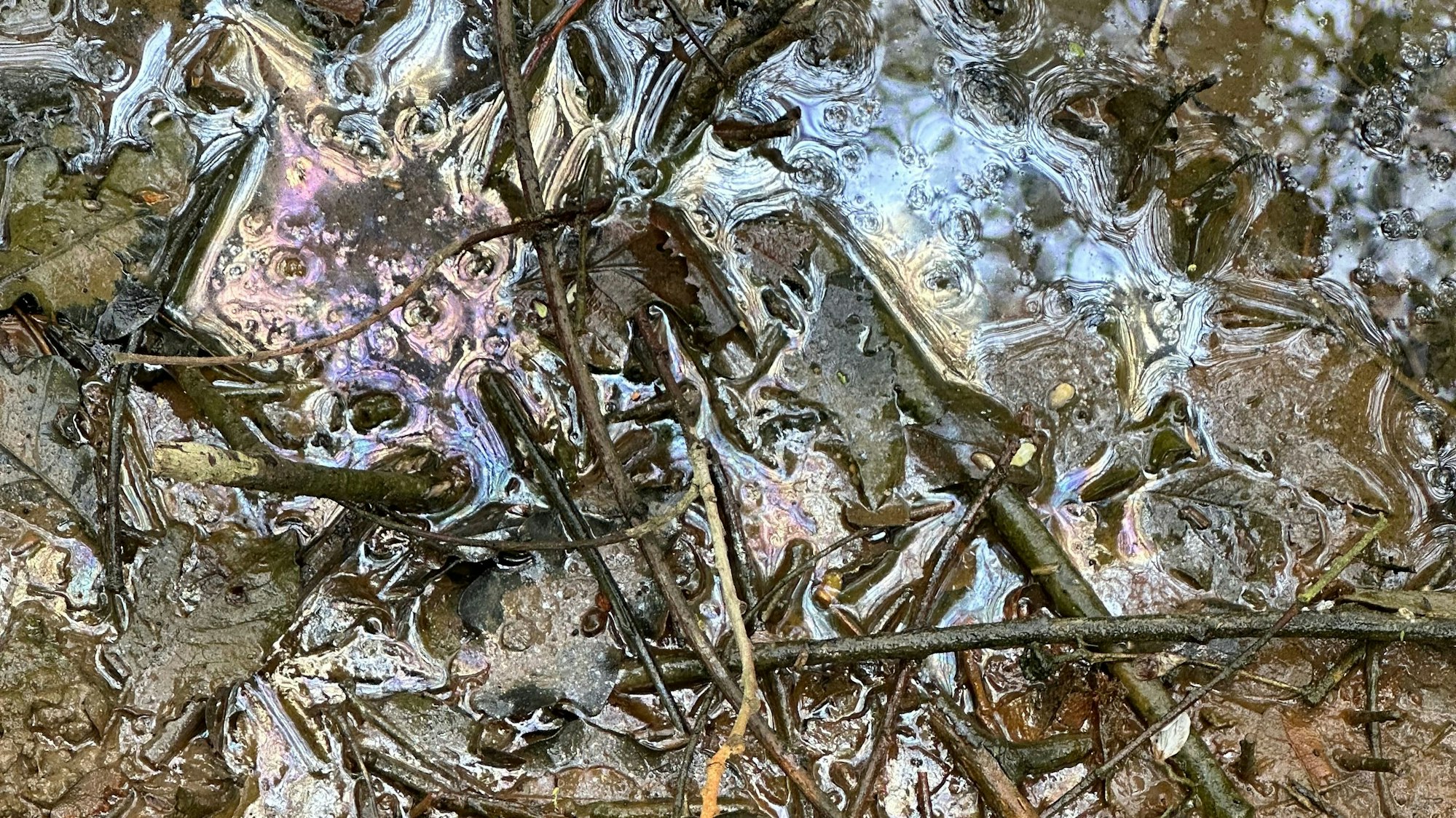 Kein schillernder Ölfilm in Regenbogenfarben: Eine harmlose Kahmhaut hat sich auf dem Tümpel gebildet. Oft kommt es deswegen zu Verwechselungen.