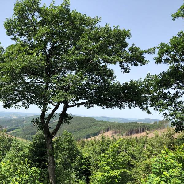 Rothaarsteig, Sauerland: Blick von der Einkehrhütte Alpenhaus auf der Oberhundemer Bergtour.