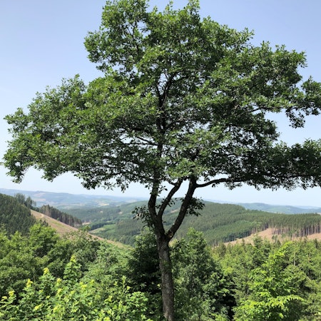 Rothaarsteig, Sauerland: Blick von der Einkehrhütte Alpenhaus auf der Oberhundemer Bergtour.