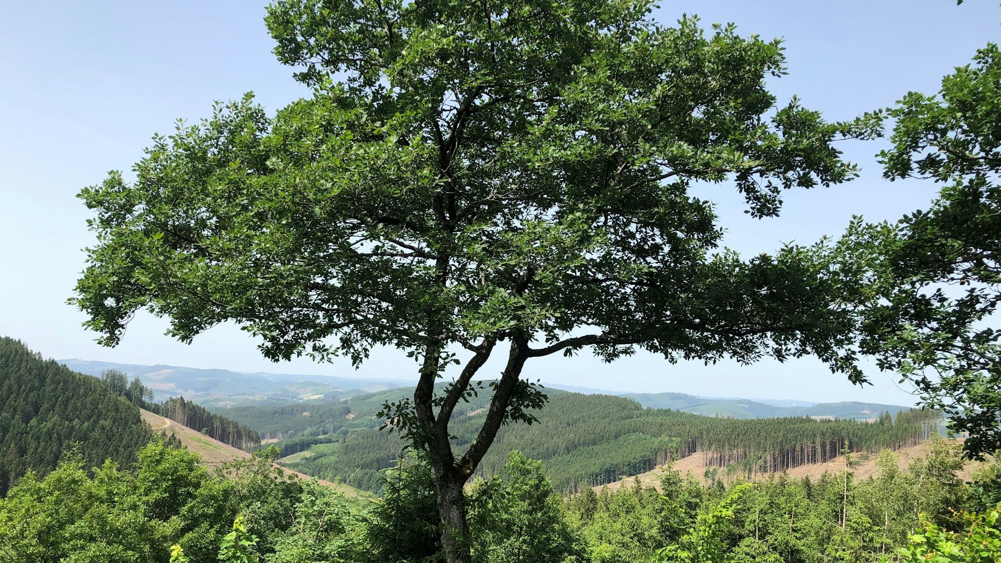 Rothaarsteig, Sauerland: Blick von der Einkehrhütte Alpenhaus auf der Oberhundemer Bergtour.