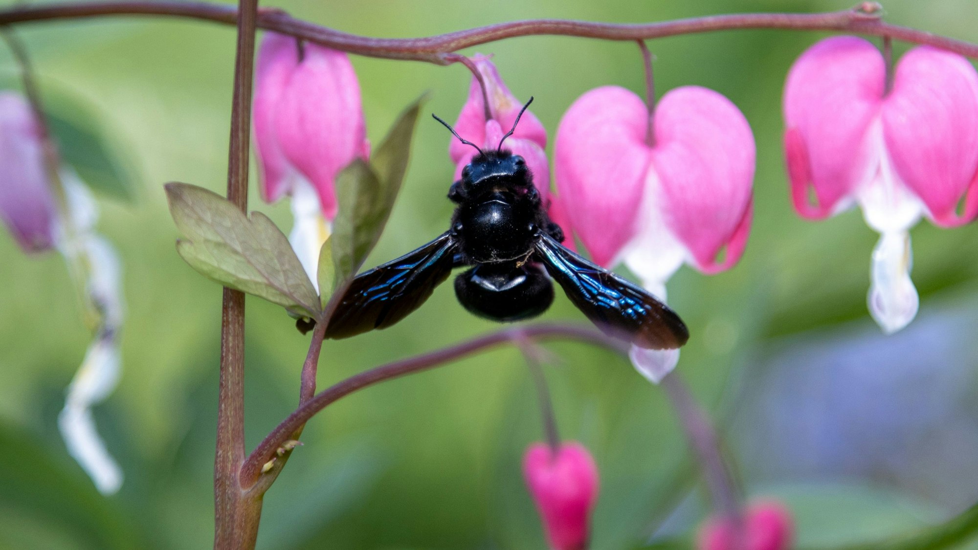 Die Flügel können in der Sonne blau schimmern, der Panzer ist metallisch-schwarz.