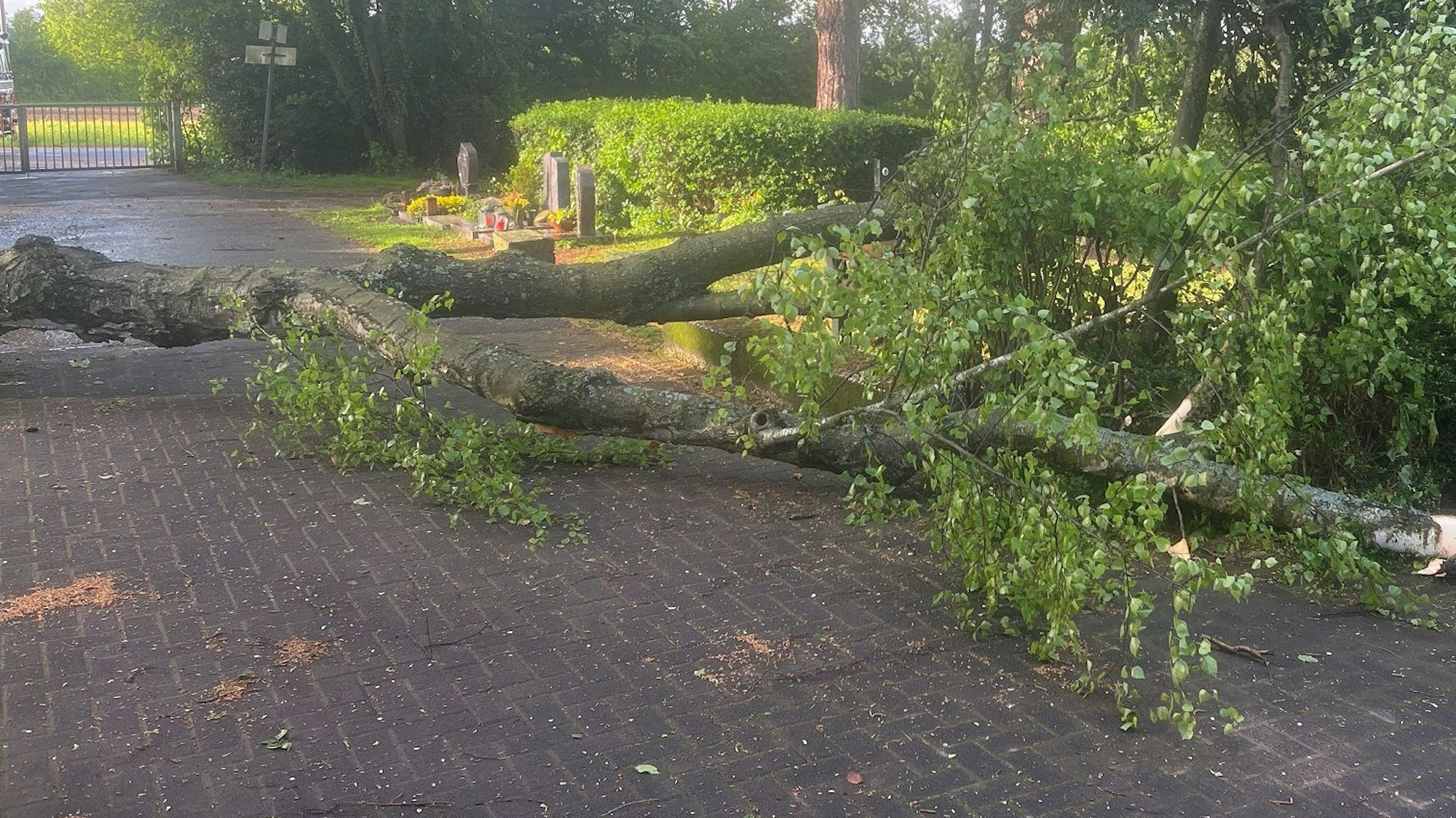 Ein umgestürzter Baum auf einem gepflasterten Weg.