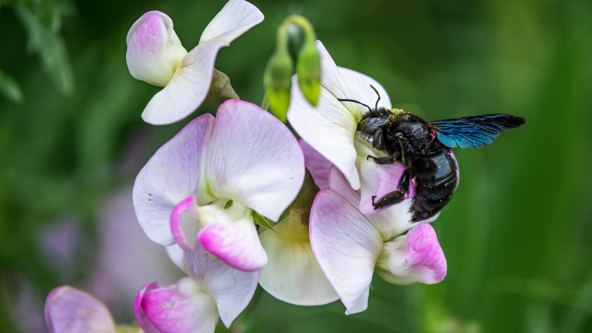 Eine blauschwarze Holzbiene (Xylocopa violacea) auf einer Blüte.