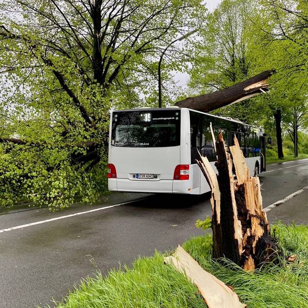 Ein Baum ist auf einen Bus der KVB gestürzt.