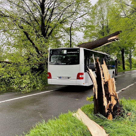 Ein Baum ist auf einen Bus der KVB gestürzt.