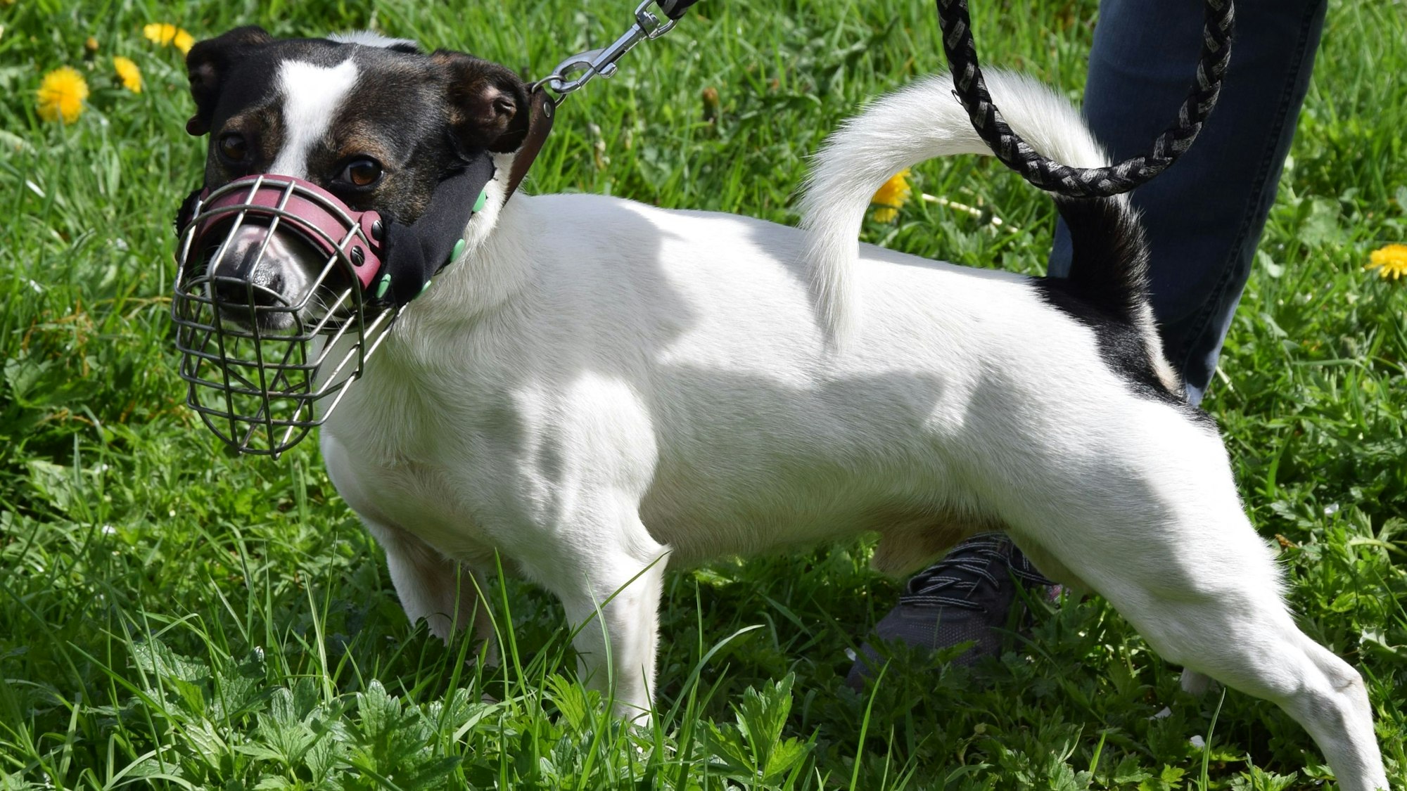 Ein kleiner Hund trägt einen Maulkorb.