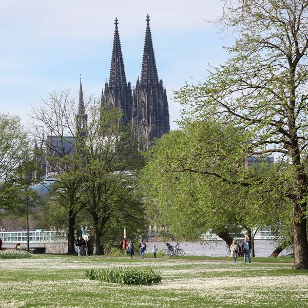 Grüne Bäume in Köln, im Hintergrund der Kölner Dom.