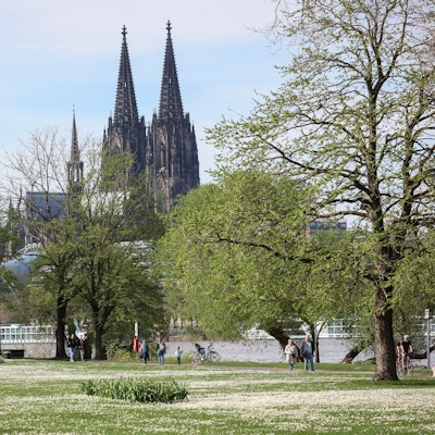 Grüne Bäume in Köln, im Hintergrund der Kölner Dom.