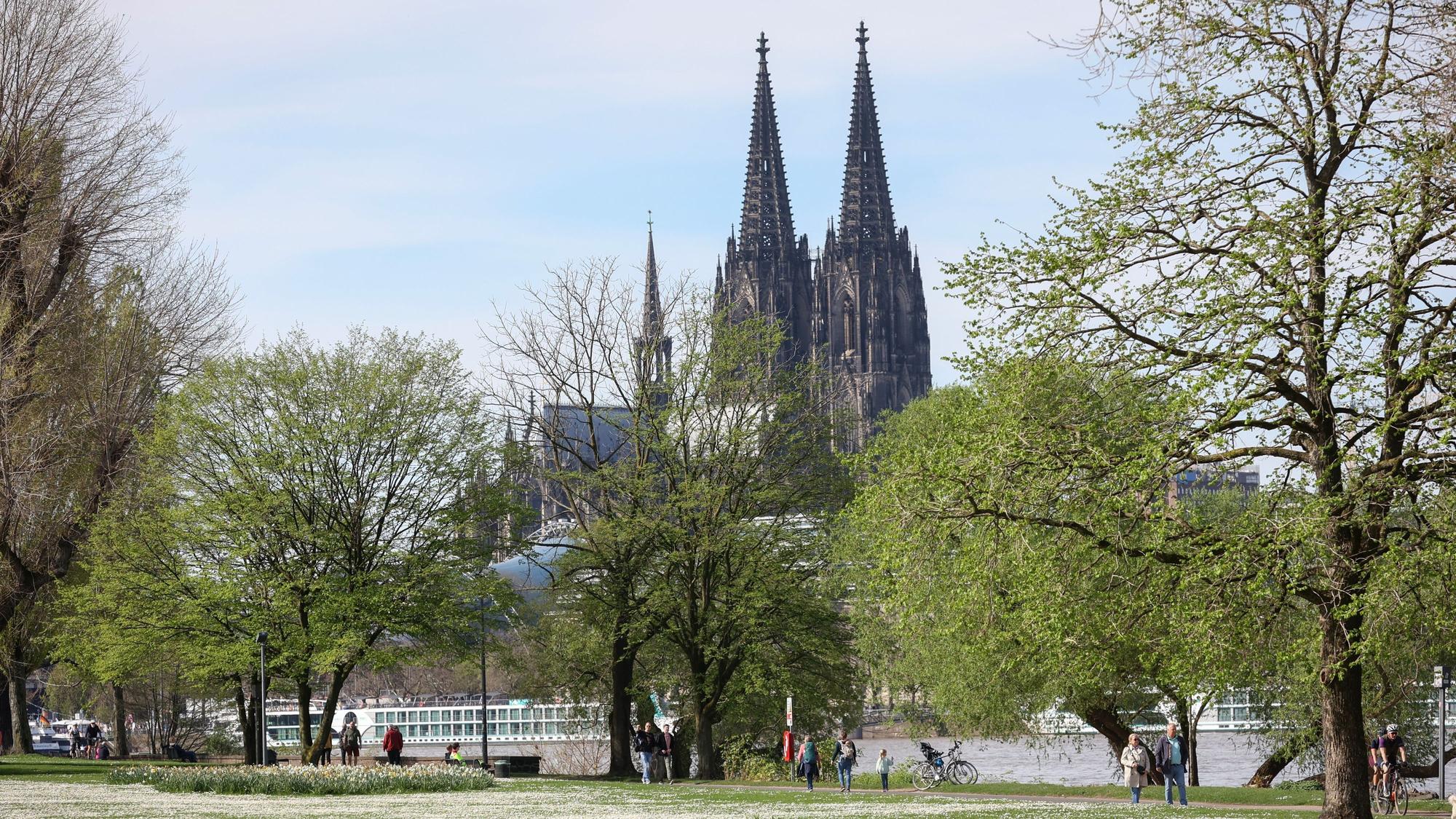 Grüne Bäume in Köln, im Hintergrund der Kölner Dom.