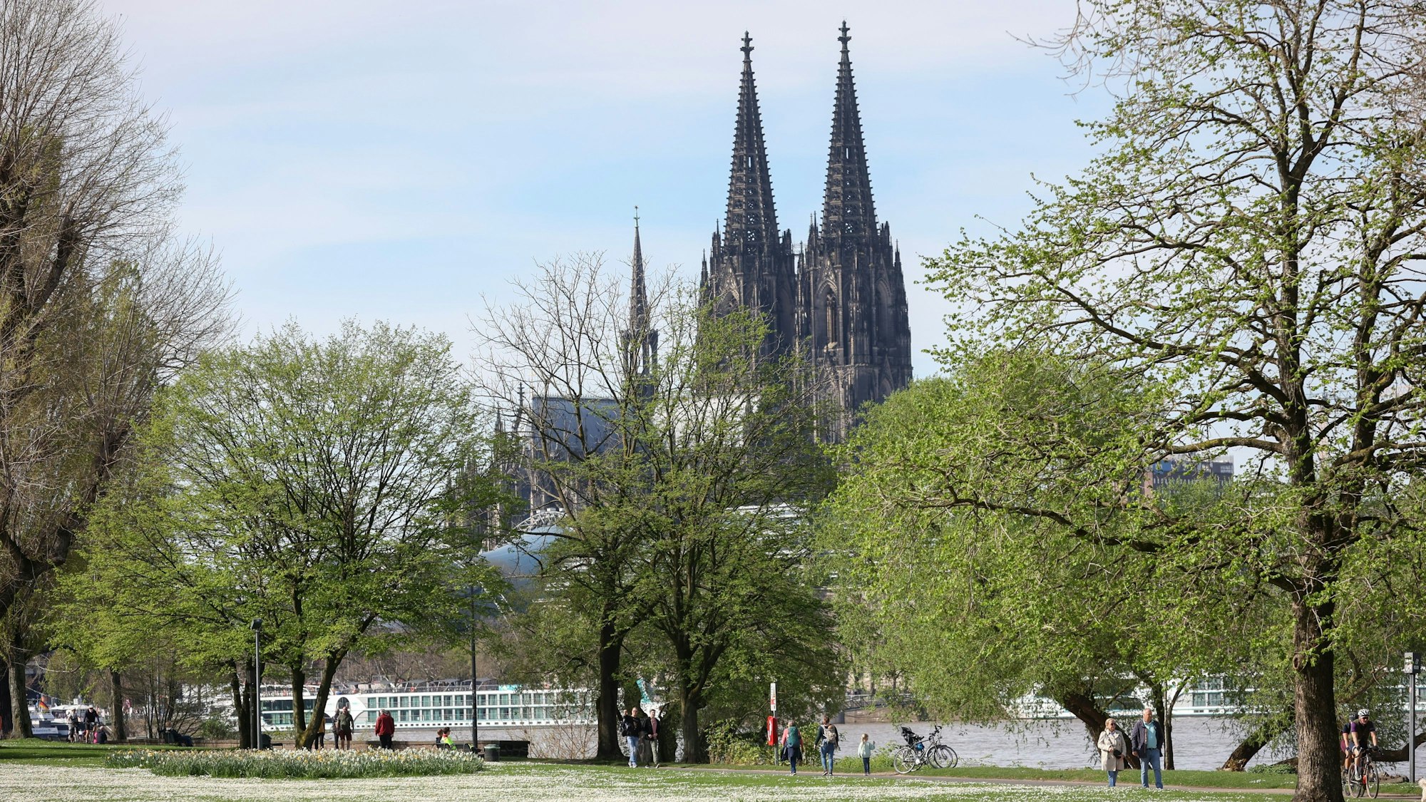 Grüne Bäume in Köln, im Hintergrund der Kölner Dom.