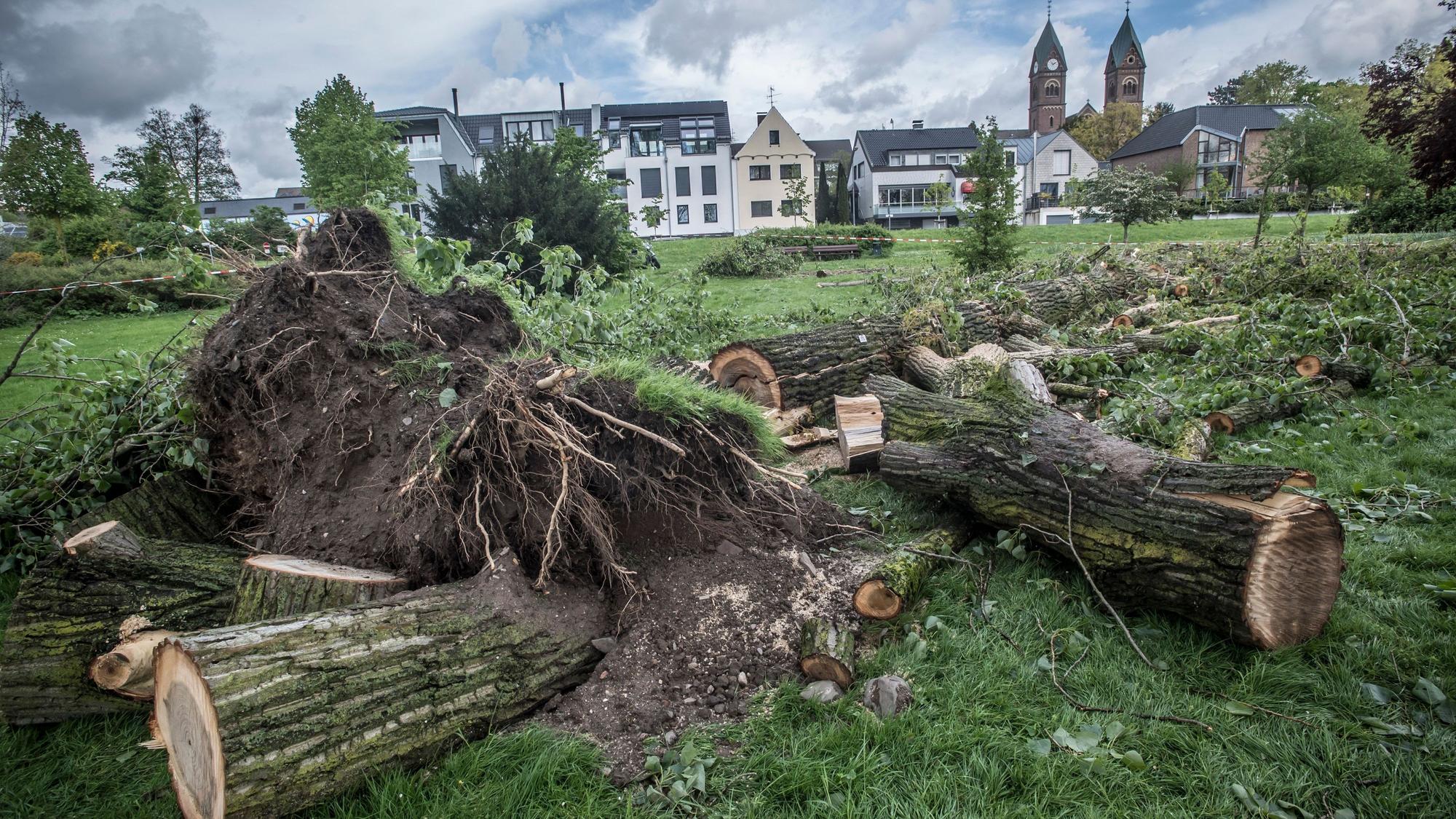 Bei einer Sturmböe umgefallene Pappel in Hitdorf.