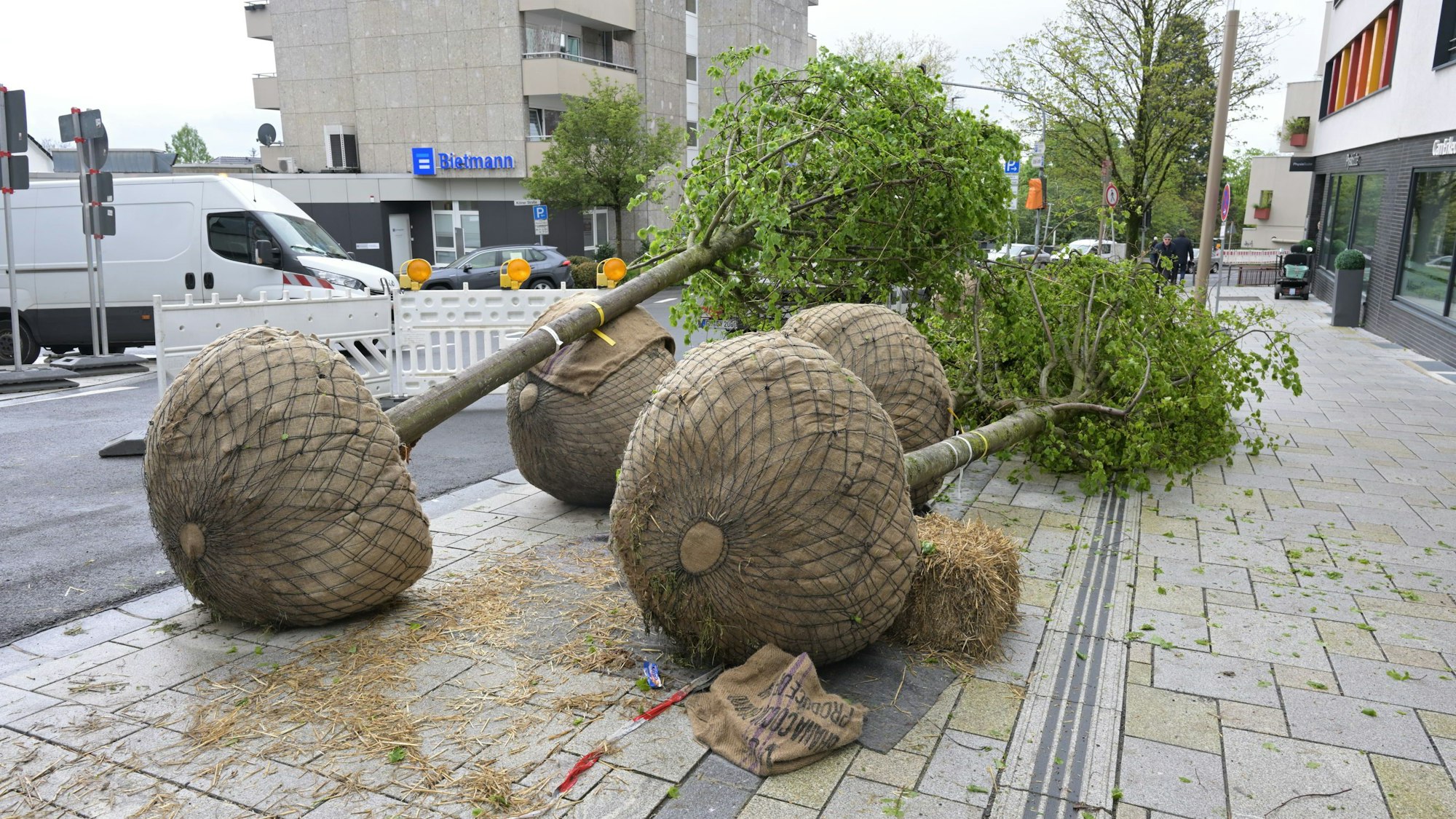 Auf dem Bürgersteig liegen vier Bäume mit einem großen Wurzelballen.