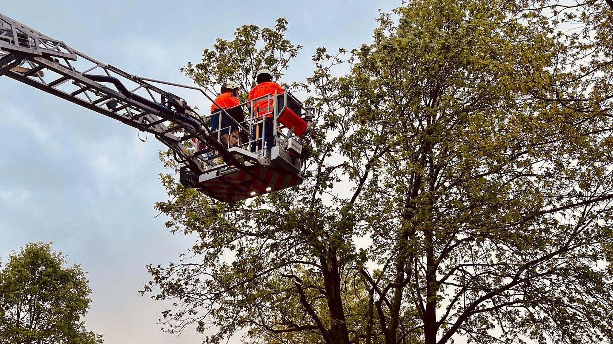 Zwei Feuerwehrleute sägen vom Korb einer Drehleiter aus Äste ab.