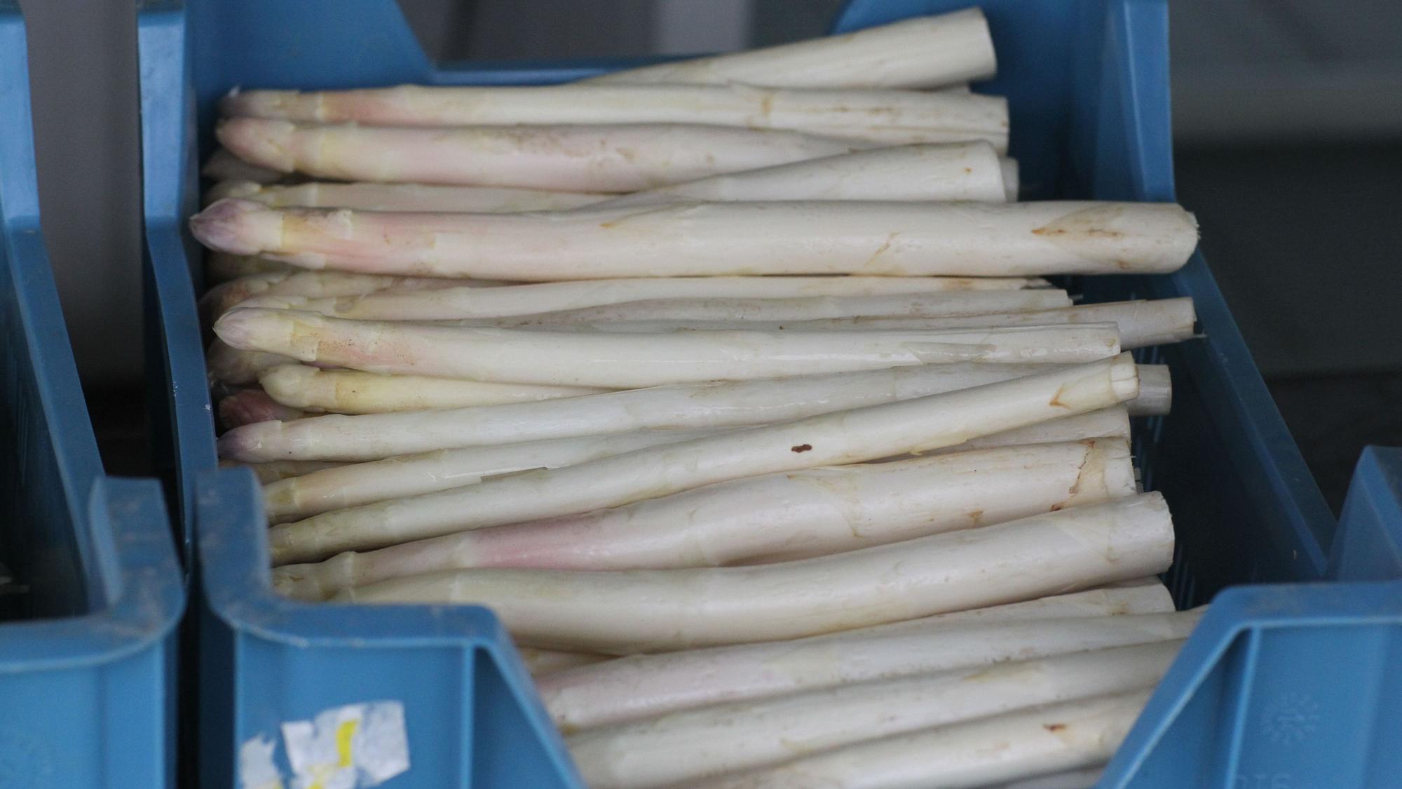 Spargel von der Familie Trimborn von Gut Schiefelbusch auf dem Feld in Siegburg-Braschoss.
Juniorchef Andreas Brschoss im Spargelfeld in Siegburg-Braschoss, wo allerdings erst in drei Wochen mit der Ernte begonnen wird. Der Spargel ist vom Feld in Brück vom frühen Feld, das 200 Meter niedriger liegt.