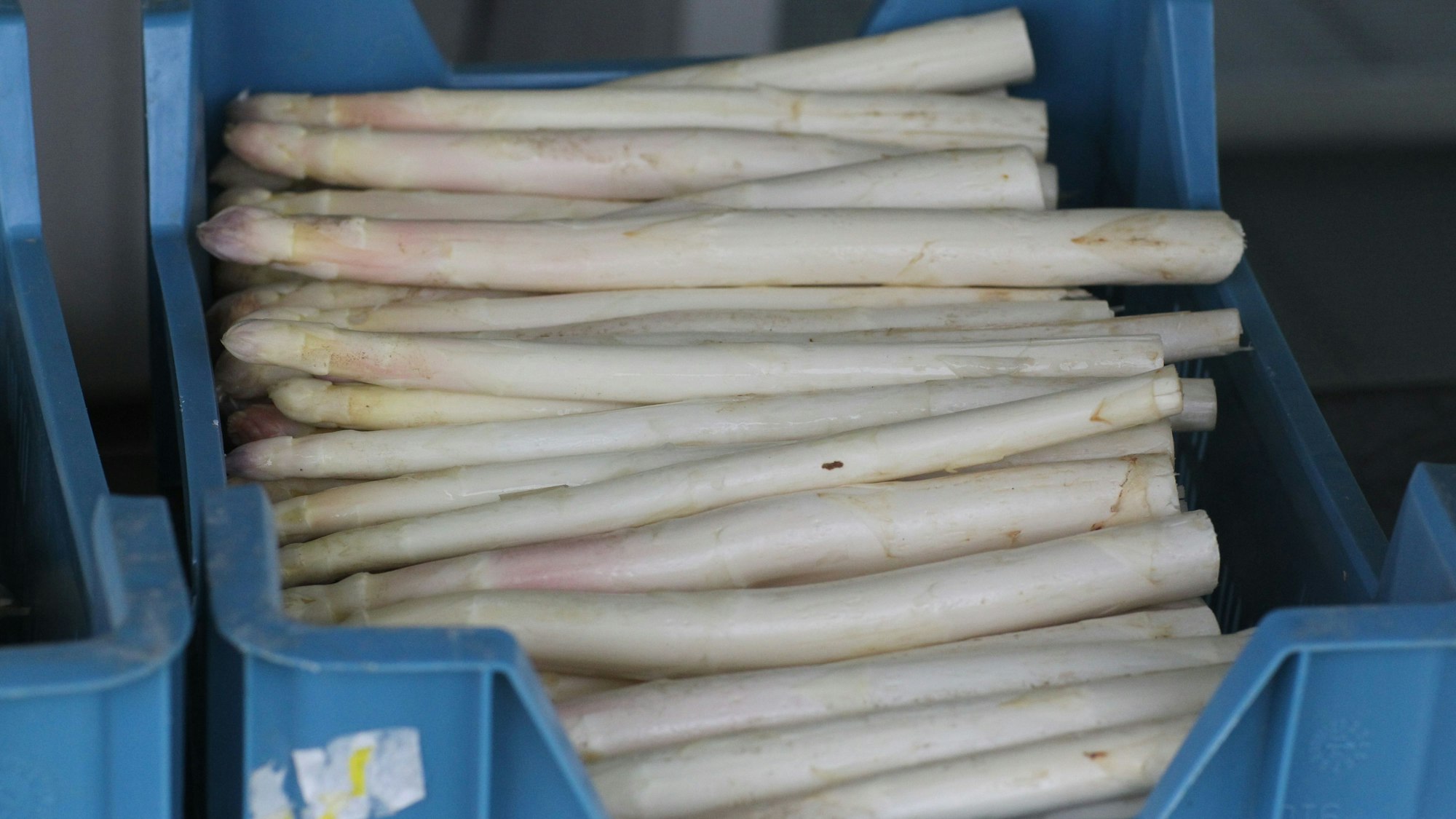 Spargel von der Familie Trimborn von Gut Schiefelbusch auf dem Feld in Siegburg-Braschoss.
Juniorchef Andreas Brschoss im Spargelfeld in Siegburg-Braschoss, wo allerdings erst in drei Wochen mit der Ernte begonnen wird. Der Spargel ist vom Feld in Brück vom frühen Feld, das 200 Meter niedriger liegt.