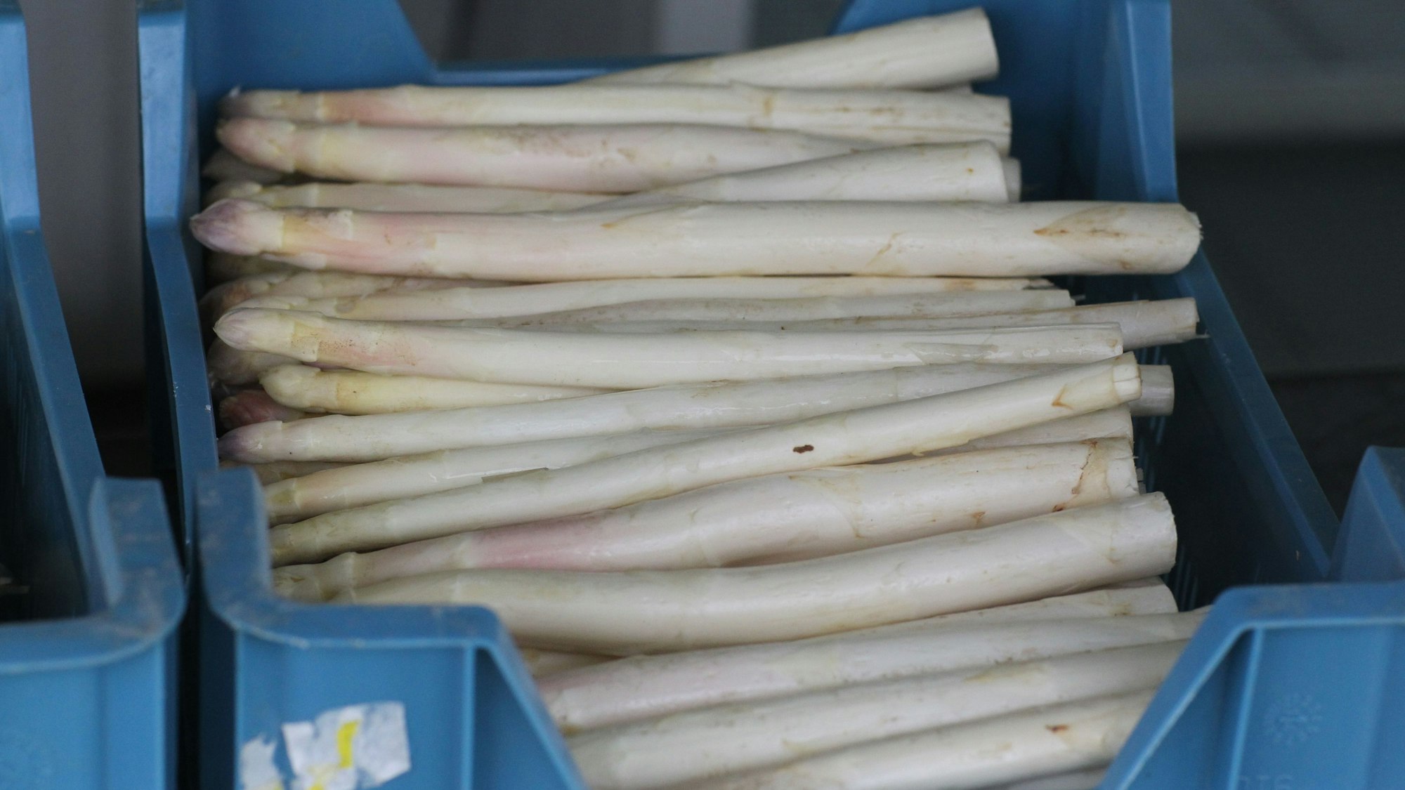 Spargel von der Familie Trimborn von Gut Schiefelbusch auf dem Feld in Siegburg-Braschoss.
Juniorchef Andreas Brschoss im Spargelfeld in Siegburg-Braschoss, wo allerdings erst in drei Wochen mit der Ernte begonnen wird. Der Spargel ist vom Feld in Brück vom frühen Feld, das 200 Meter niedriger liegt.