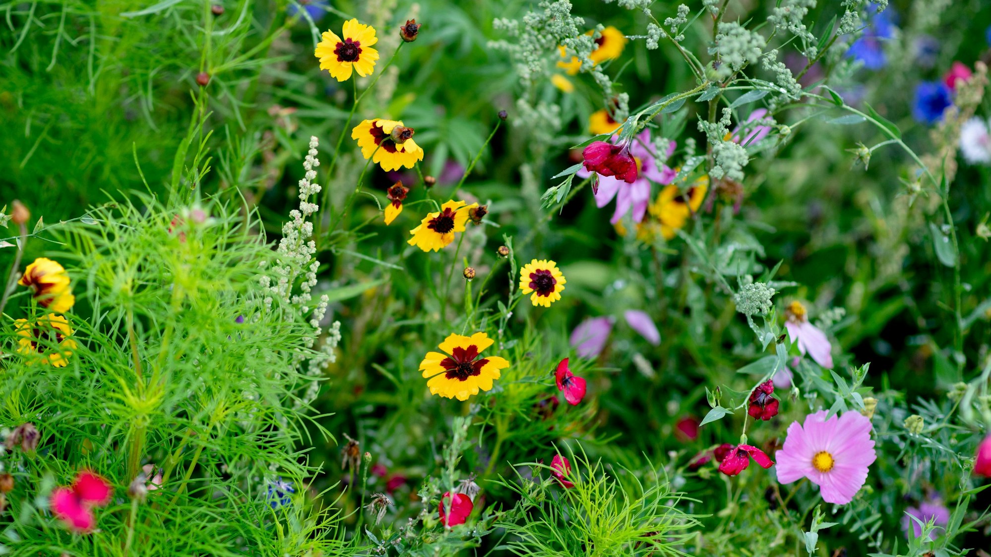 Von solchen kunterbunten, wilden Beeten soll es bald mehr in der Stadt Waldbröl geben.