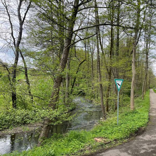 Ein geschwungener Radweg in einem Naturschutzgebiet führt entlang eines plätschernden Flusses, der von Bäumen gesäumt ist.